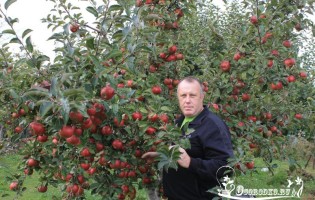 Пепин Шафранный – яблоня, которую стоит посадить в саду!
