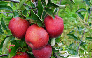 Парша яблони – как избавиться от злостного недуга?