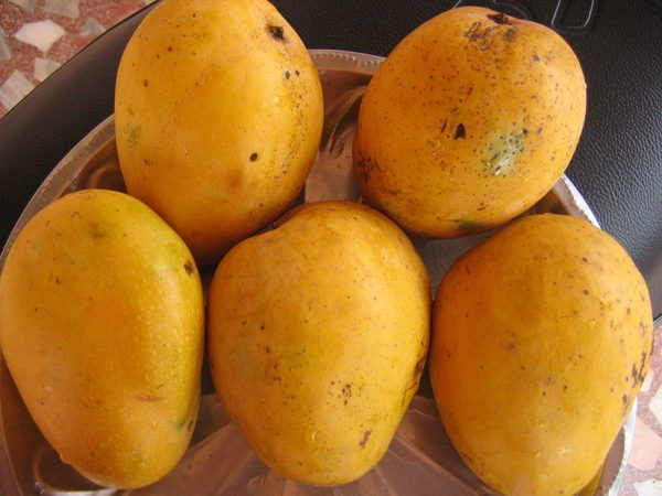 Манго Gedhong Gincu