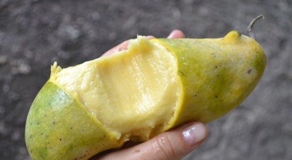 Манго Snake Tongue