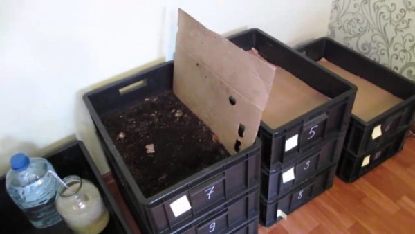 Разводить червей можно в простых ящиках дома в подвале