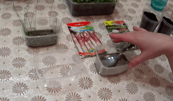 Плошка с песком, пакеты с семенами, рассада спаржи на столе