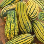 Тыква сорта Грибовская кустовая