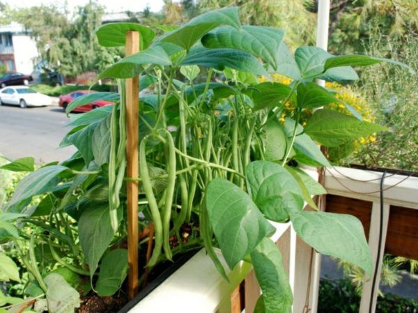 Как выращивать фасоль в домашних условиях в горшке?