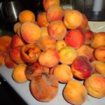Поражённые монилиозом плоды абрикоса