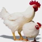 Выращивание цыплят и кур бройлеров в домашних условиях