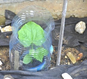 Выращивание огурцов в бутылках на приусадебном участке