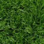 Газонная трава - когда сажать и как ухаживать