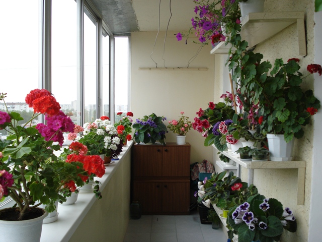 Цветы на закрытом балконе
