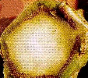 Поперечный срез стебля капусты пораженного фузариозом фото