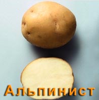 Картофель Альпинист
