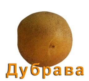 Картофель Дубрава