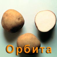 Картофель Орбита