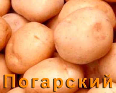 Картофель Погарский
