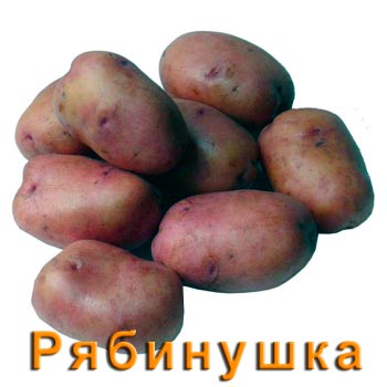 Картофель Рябинушка