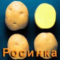 Картофель Росинка