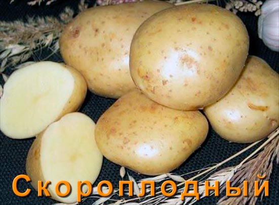 Картофель Скороплодный