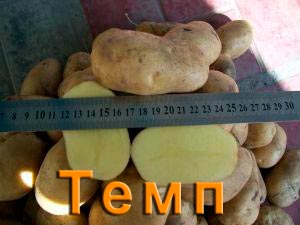 Картофель Темп