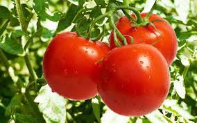 Блог дачника. MatveevaOlga: Как я выращиваю рассаду помидоров
