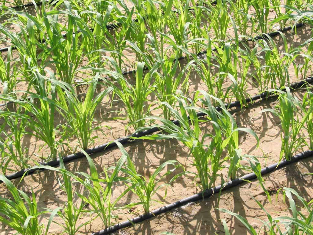 Техника и инструменты для дачи: Капельный полив кукурузы на даче
