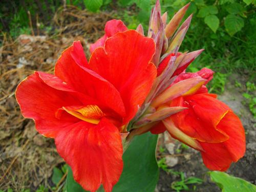 Цветы и клумбы: Канна Миссис Оклахома