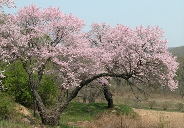 Абрикос маньчжурский - взрослое дерево