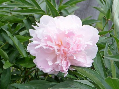 цветок розового пиона