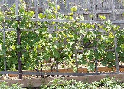 выращивание винограда из черенков