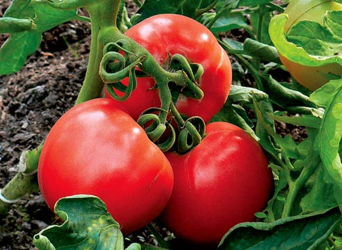 При правильном выборе сорта помидор для выращивания в теплице и соответствующем уходе томаты дают большой качественный урожай