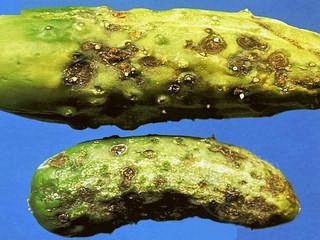 Кладоспориоз огурца - заболевание растения, которое поражает плоды
