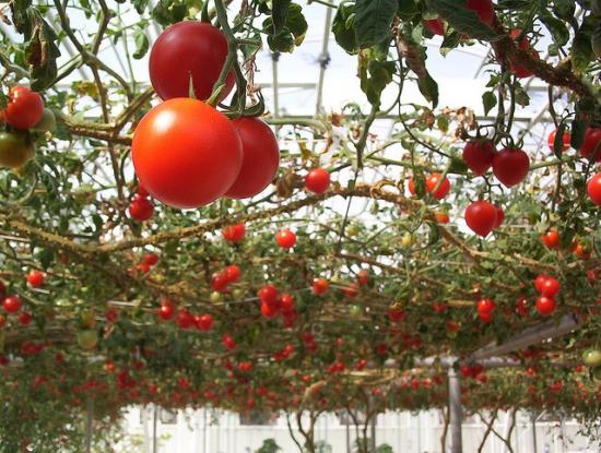 Фото спелых томатов в теплице
