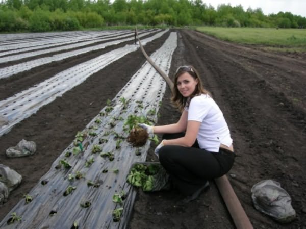 Женщина высаживает рассаду помидор