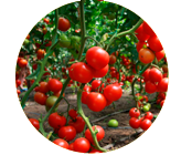 Pomidori-v-teplice