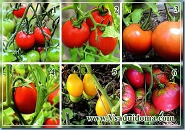 безрассадный способ выращивания помидор 