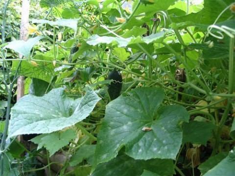 Ложная мучнистая роса огурцов: профилактика и лечение растений