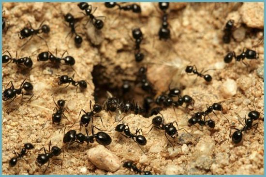 как устранить муравьев