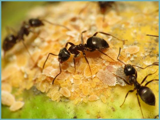 вред муравьев