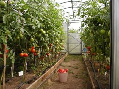 Высокорослые томаты считаются оптимальным вариантом для теплицы