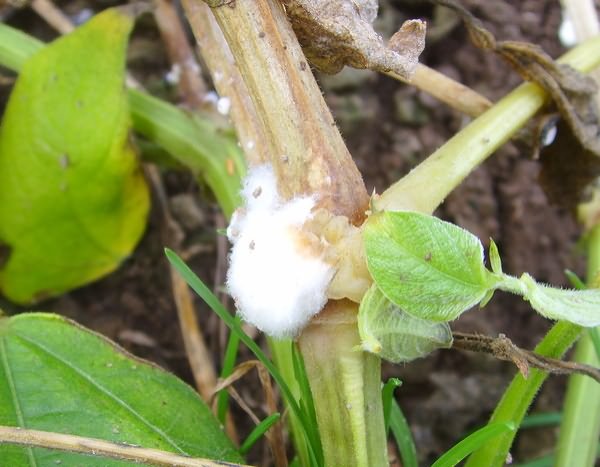 Белая гниль огурца: как быстро вылечить растение и спасти урожай?