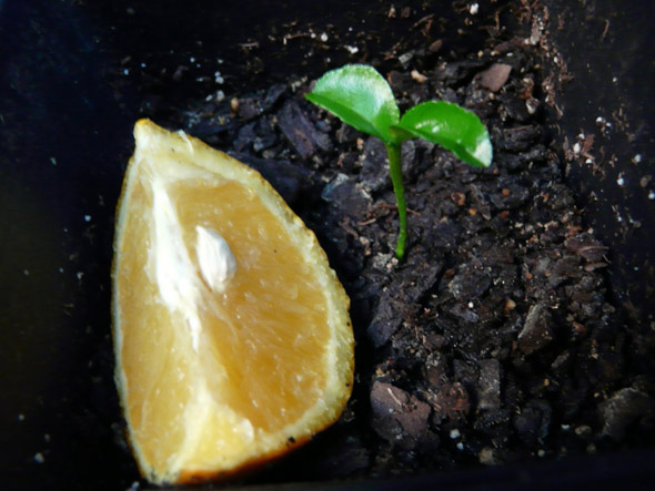 выращивание апельсина из косточки