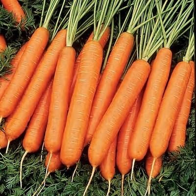 нантская морковь