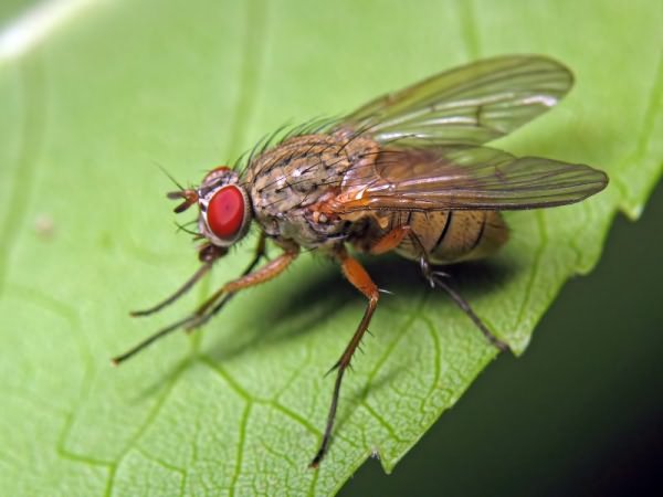 Основные методы борьбы с капустной мухой на грядках данной культуры