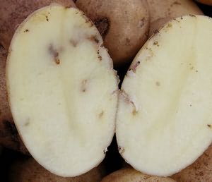 Картофель из хранилища