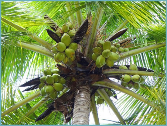 как растет кокосовая пальма