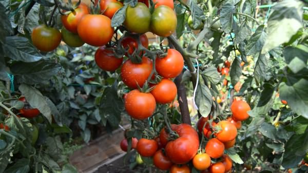 Высадка томатов в открытый грунт
