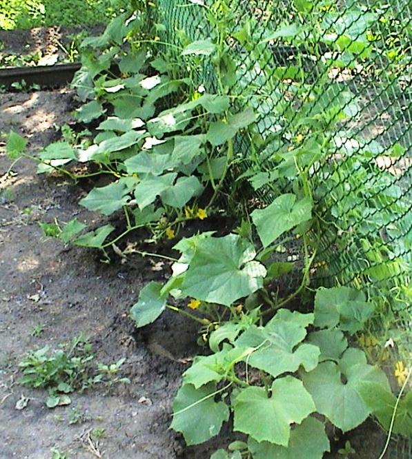 выращивание огурцов в открытом грунте