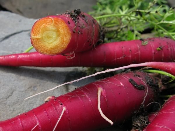 Пурпурная морковь