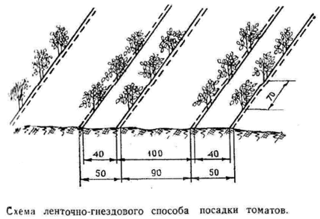 Схема ленточно-гнездового метода посадки помидоров