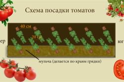 Схема посадки помидор