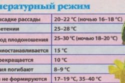 Температурный режим для выращивания огурцов в теплице.